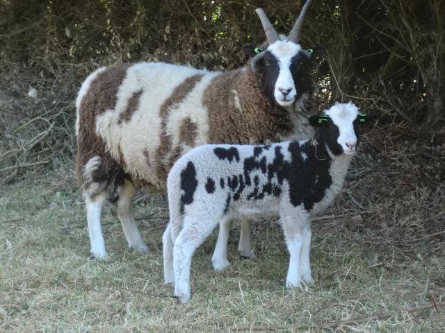 Lammetje met moeder