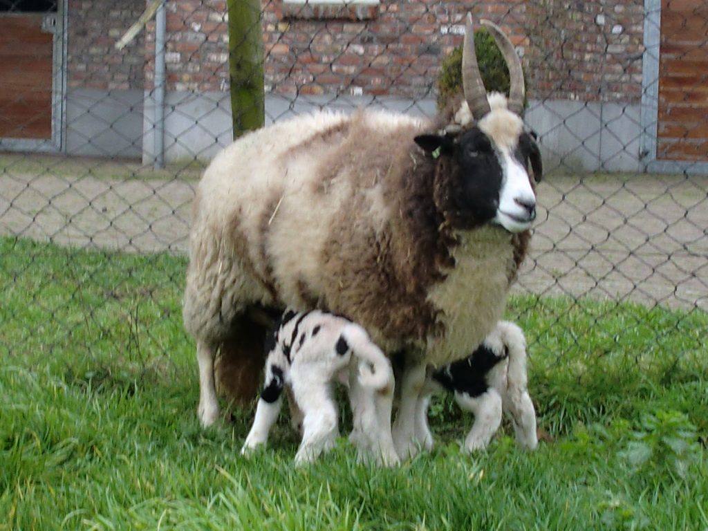 Jacob schaap met lammetjes