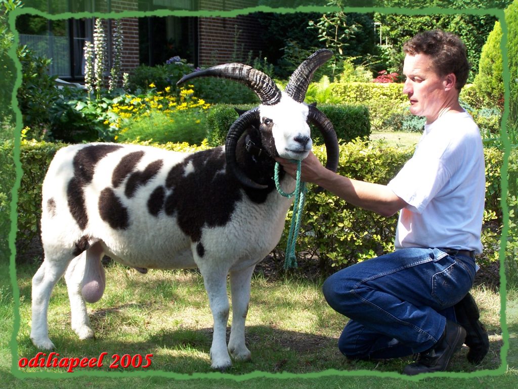 Jacob Schaap Engelse import op schapendag Odiliapeel